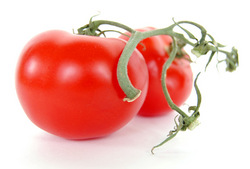 shaw_tomatoes on vine.jpg